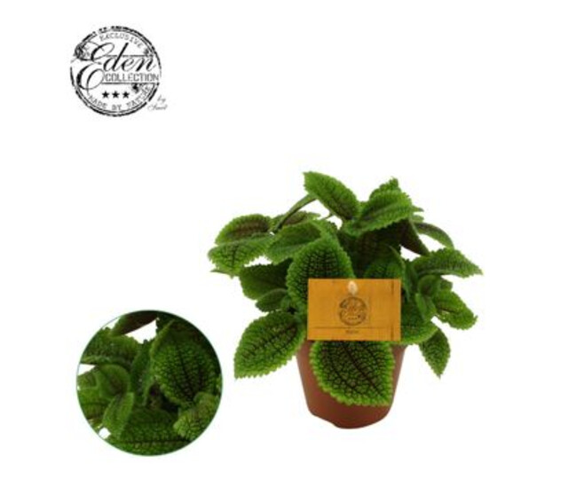 PILEA MOON VALLEY