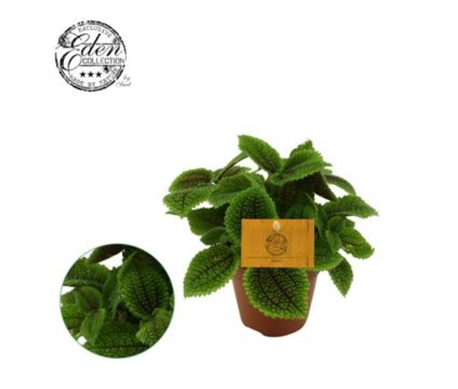 PILEA MOON VALLEY