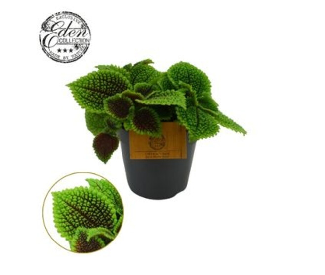 PILEA MOON VALLEY