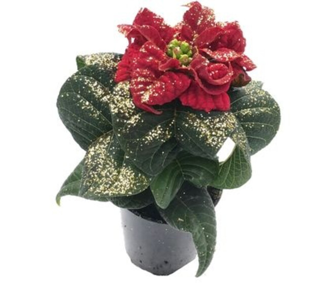 POINSETTIA MINI ROUGE PAILLETTE DOREE