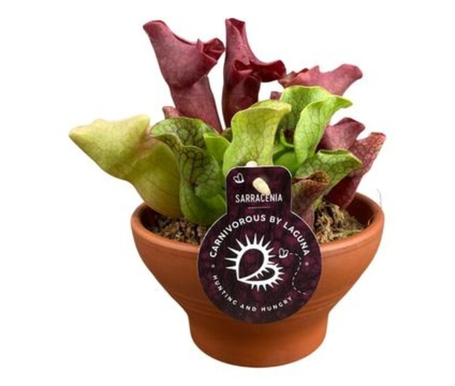 SARRACENIA COUPE TERRE