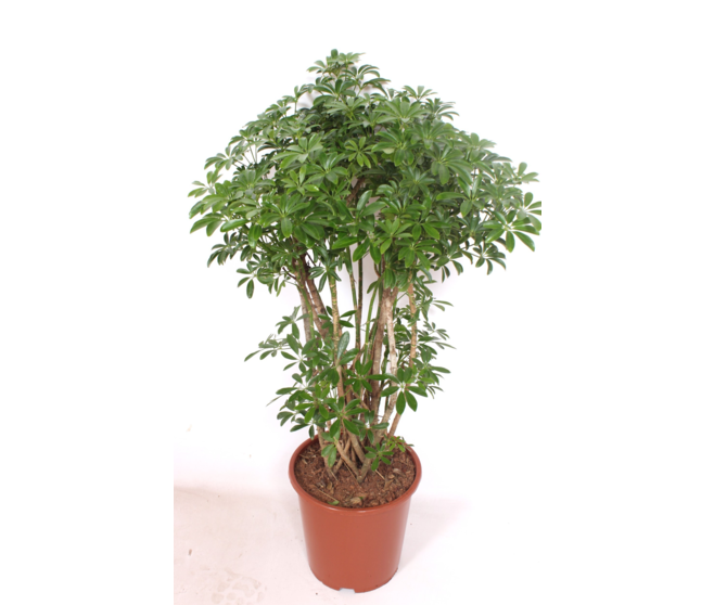 SCHEFFLERA LUSEANA RAMIFIE