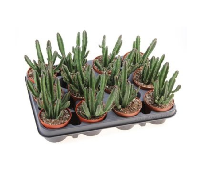 STAPELIA LEENDERTZIAE