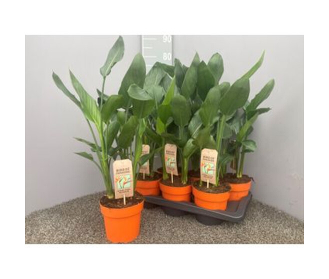 STRELITZIA REGINAE