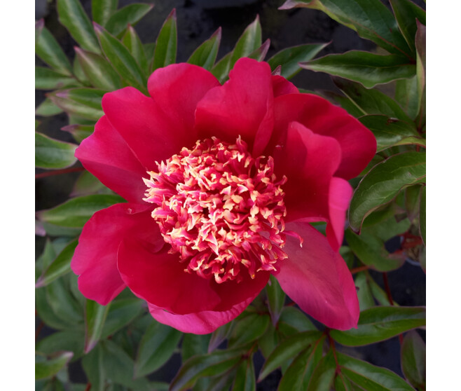 PAEONIA PIVOINE NIPPON BEAUTY