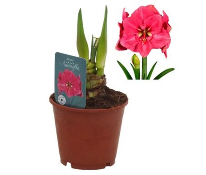 AMARYLLIS 2TIGES BOLERO