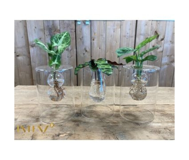 PLANTES VERTES RN VASE