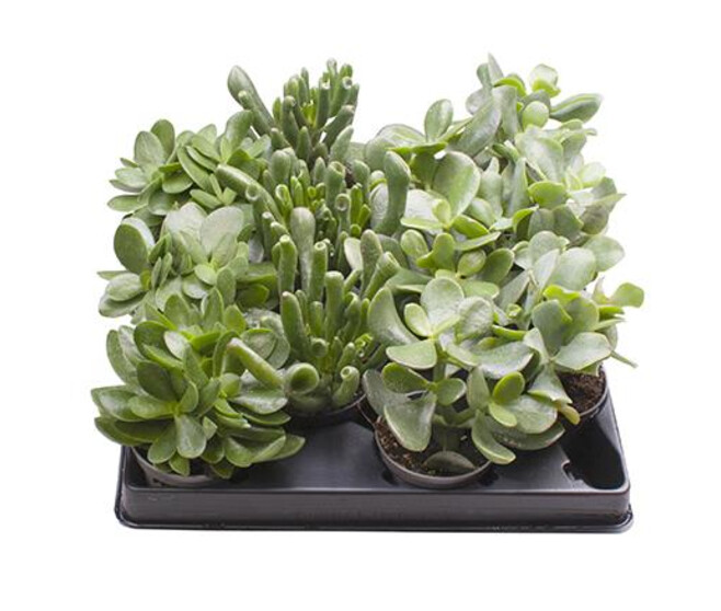 CRASSULA VARIEE
