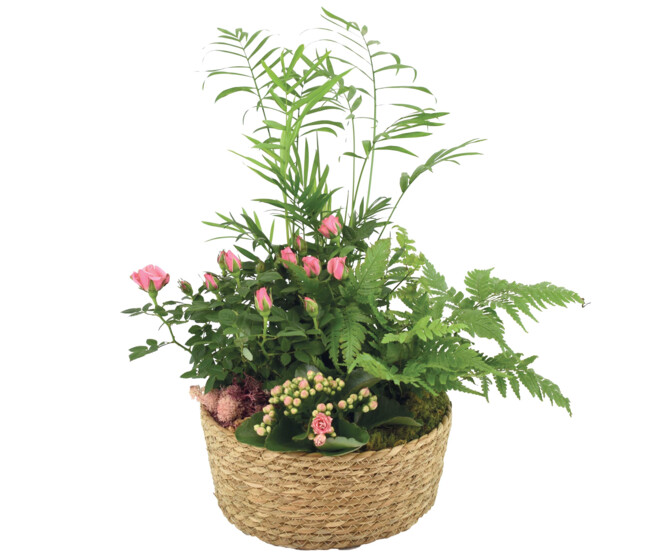 VANNERIE LILAS