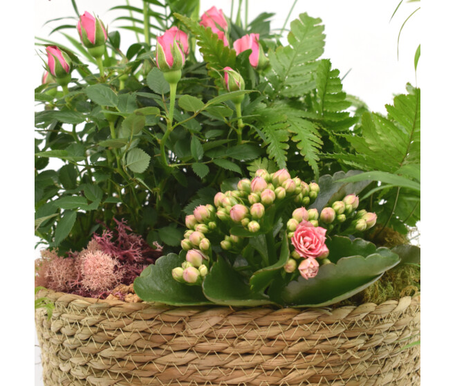 VANNERIE LILAS