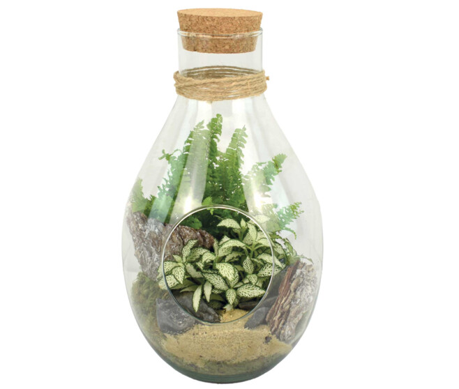 TERRARIUM CARNAC 20