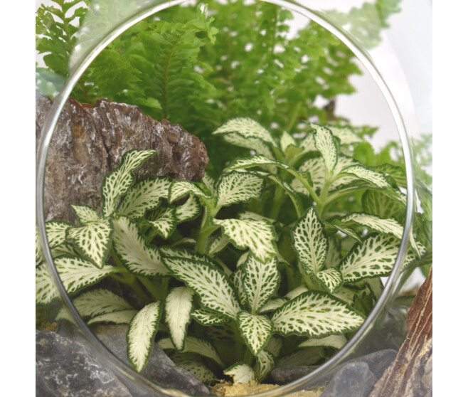 TERRARIUM CARNAC 20