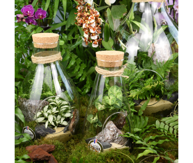 TERRARIUM CARNAC 20