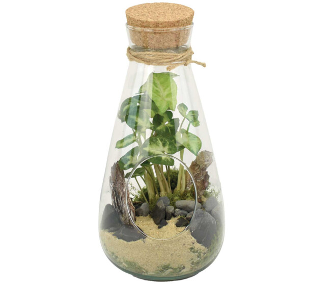 TERRARIUM DINAN 20