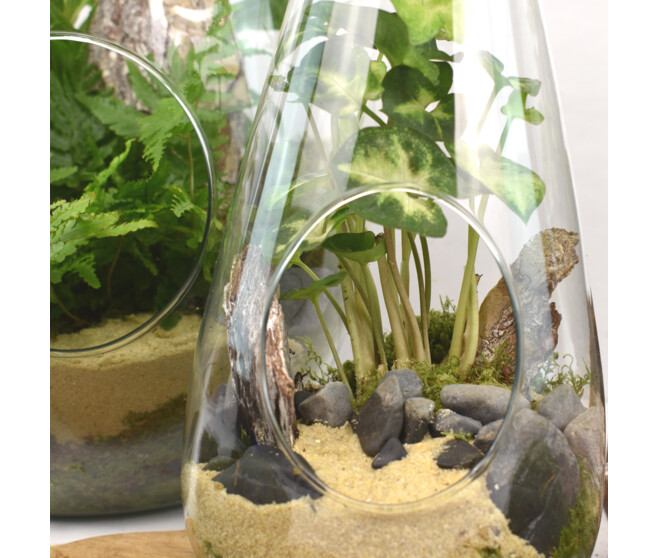TERRARIUM DINAN 20
