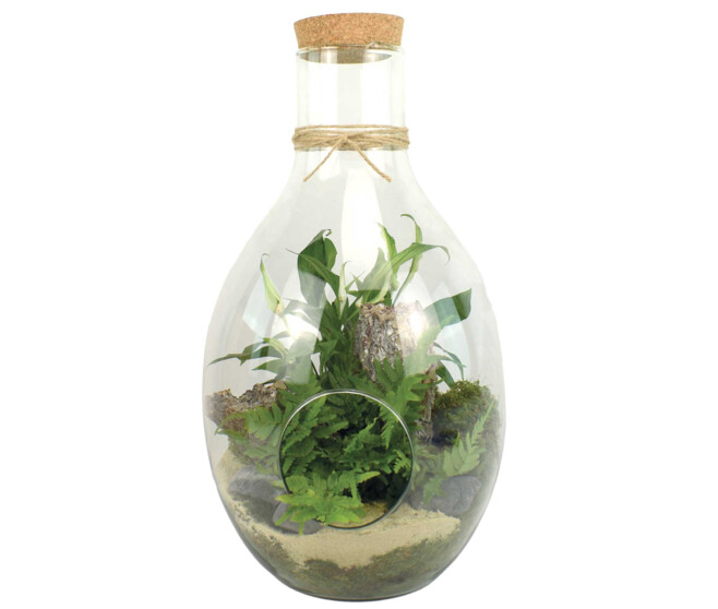 TERRARIUM BROCELIANDE 20
