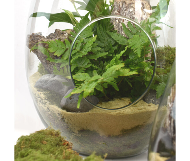 TERRARIUM BROCELIANDE 20