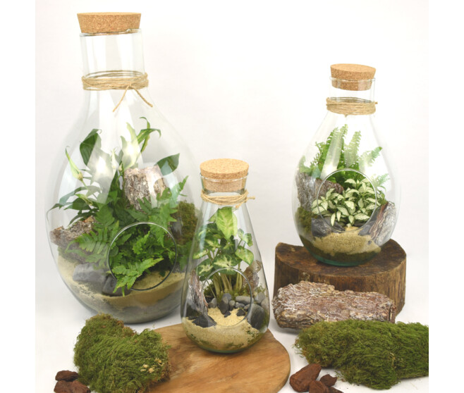 TERRARIUM BROCELIANDE 20