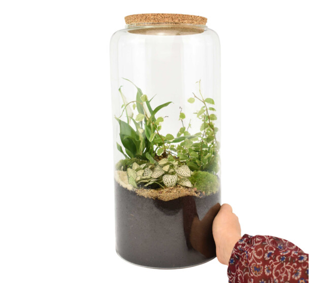 TERRARIUM CLEMMYS 20