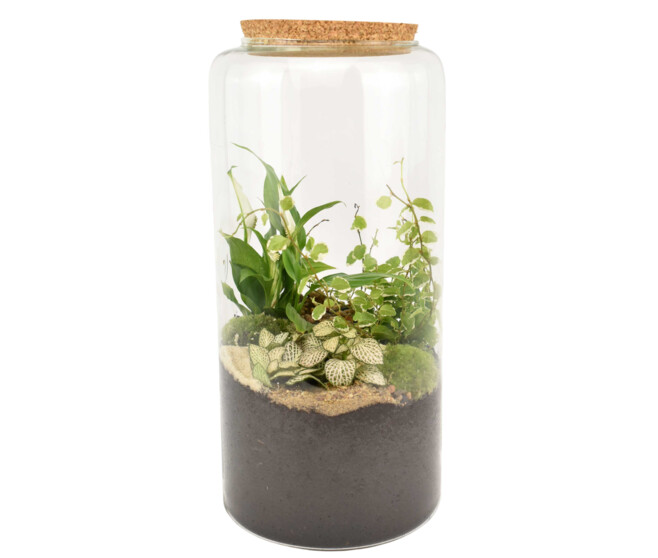 TERRARIUM CLEMMYS 20