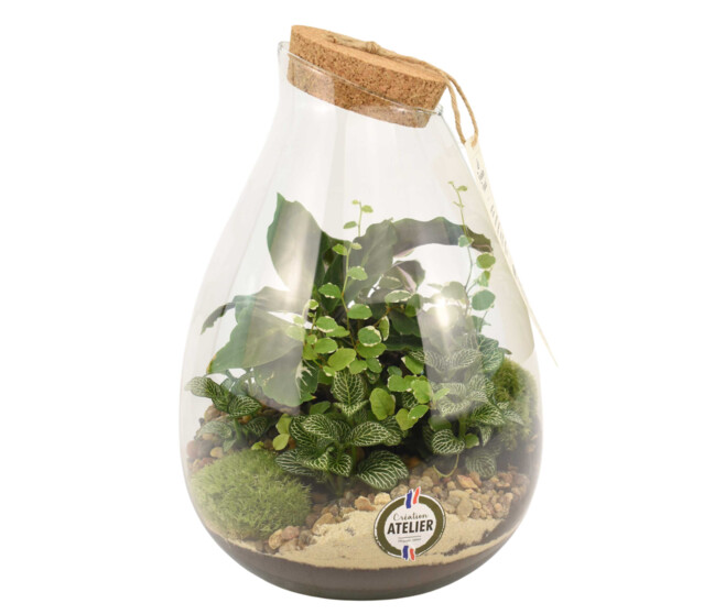 TERRARIUM LUTH 20
