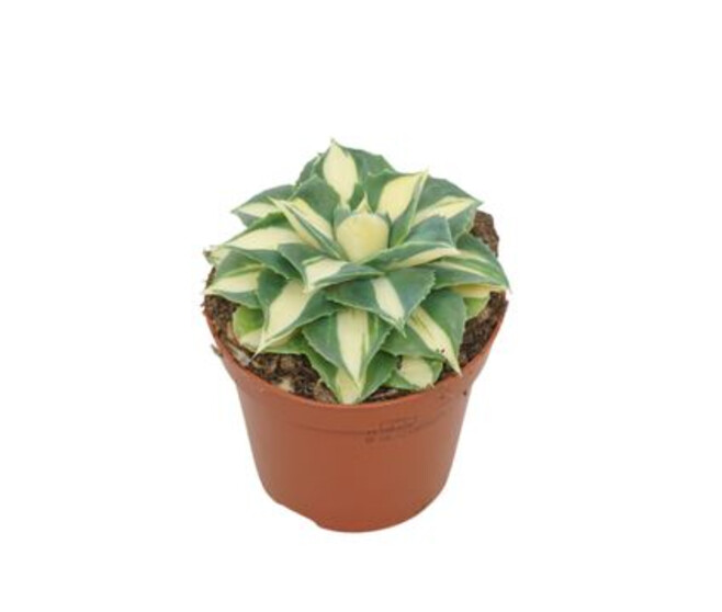 AGAVE GOLD