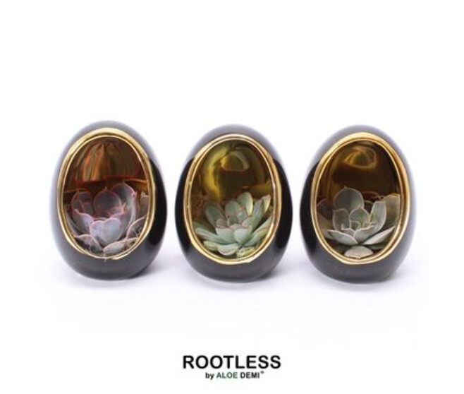 SUCCULENTE OEUF CERAM