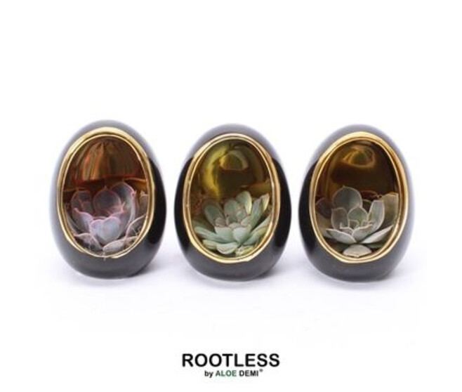 SUCCULENTE OEUF CERAM