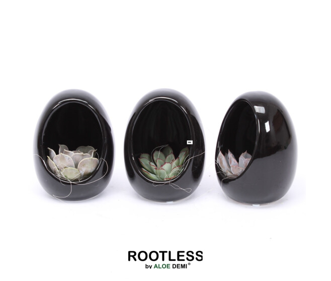 SUCCULENTE OEUF CERAM