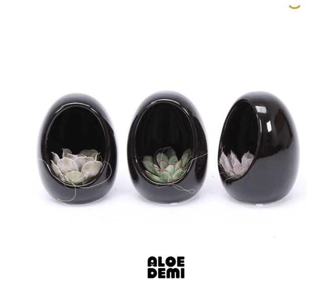 SUCCULENTE OEUF CERAM