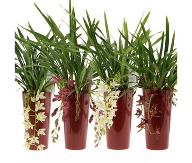 CYMBIDIUM 5/7BR CASCADE CERAM