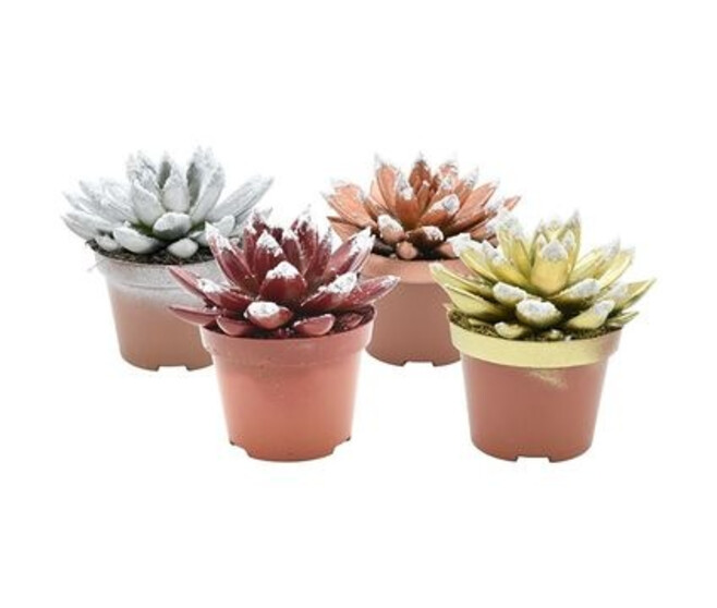 ECHEVERIA TEINTE GIVRE VARIE