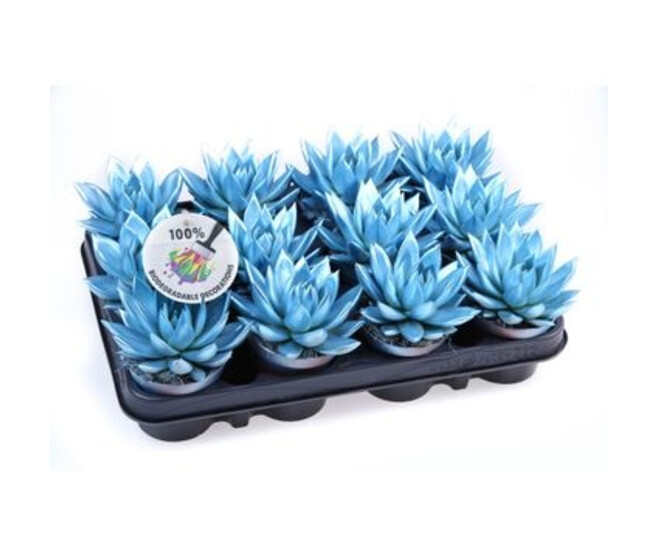 ECHEVERIA TEINTE BLEU METAL