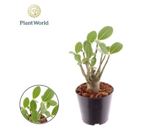 ADENIUM OBESUM