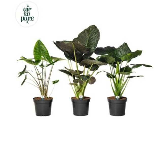 ALOCASIA VARIE