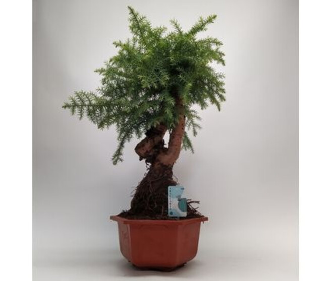 ARAUCARIA CUNNINGHAMII