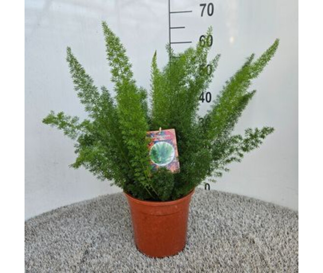 ASPARAGUS MYERS