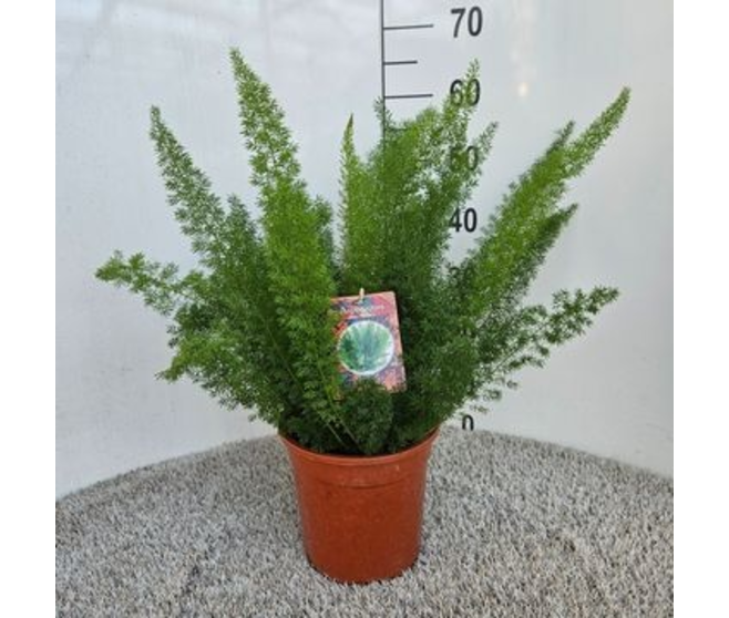 ASPARAGUS MYERS