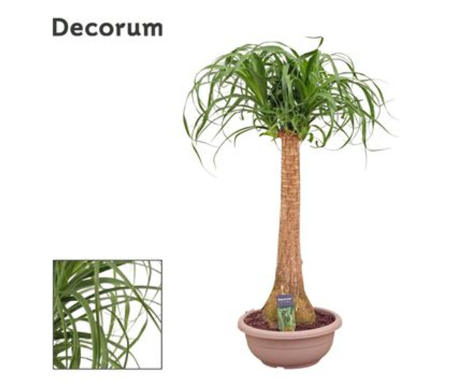 BEAUCARNEA TIGE