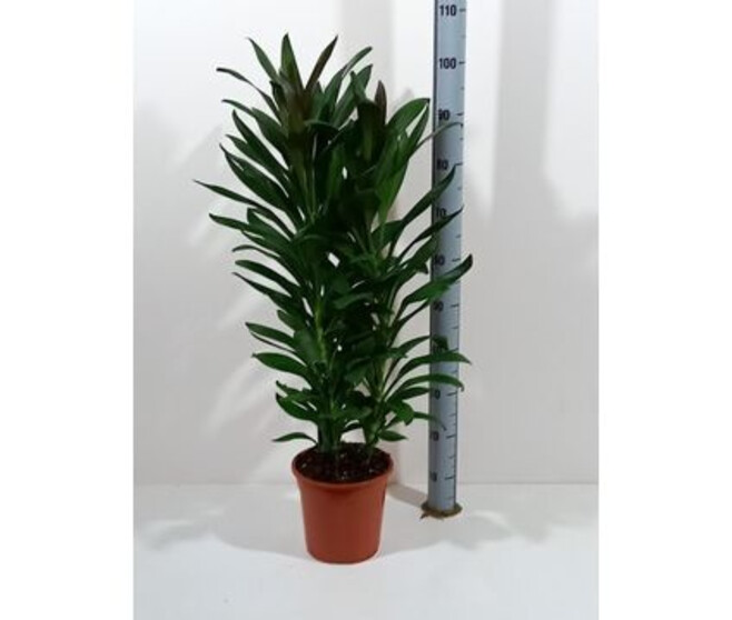 CORDYLINE GLAUCA