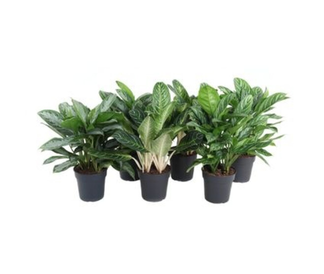 AGLAONEMA VARIE