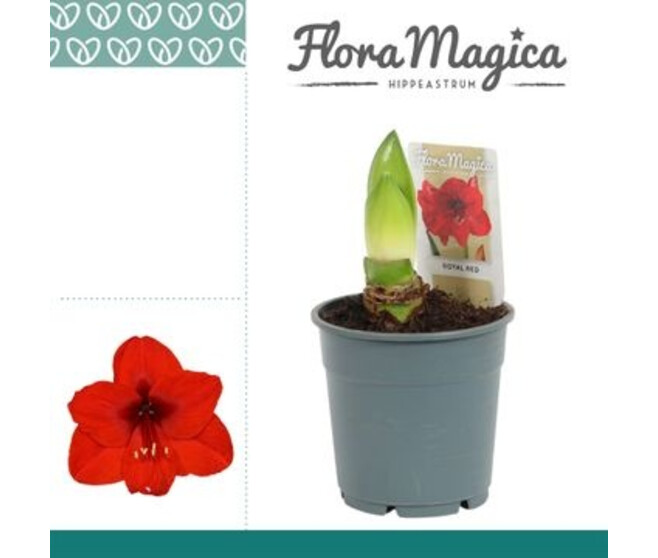 AMARYLLIS 2TIGES ROUGE