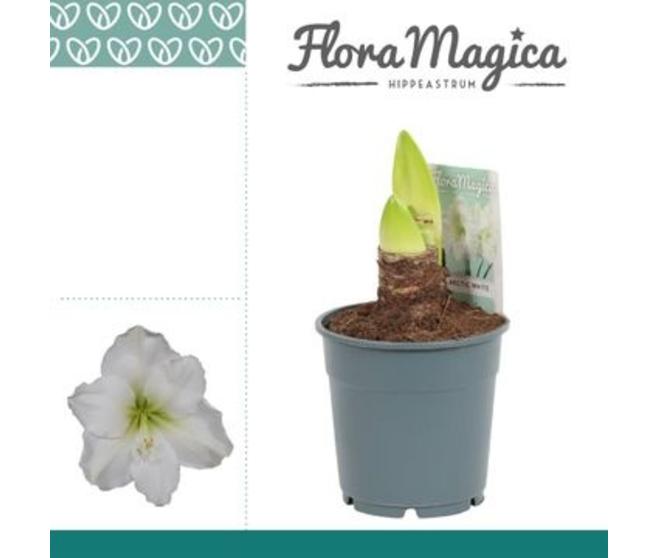 AMARYLLIS 2TIGES BLANC