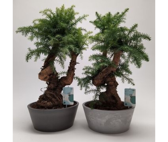 BONSAI ARAUCARIA CERAM
