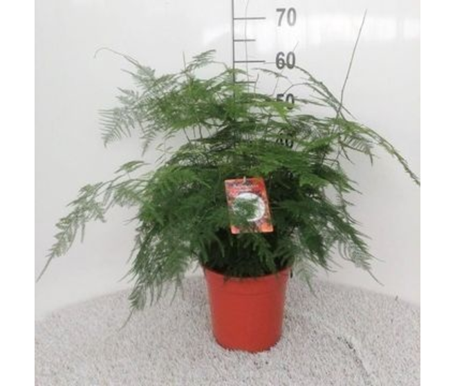 ASPARAGUS SETACEUS