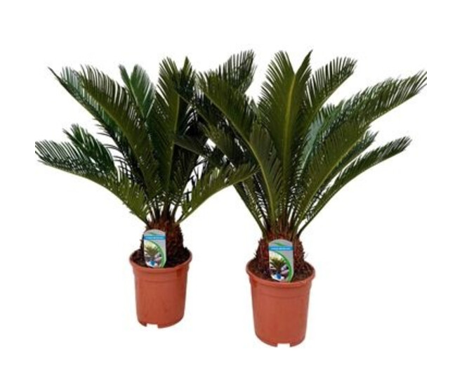 CYCAS REVOLUTA