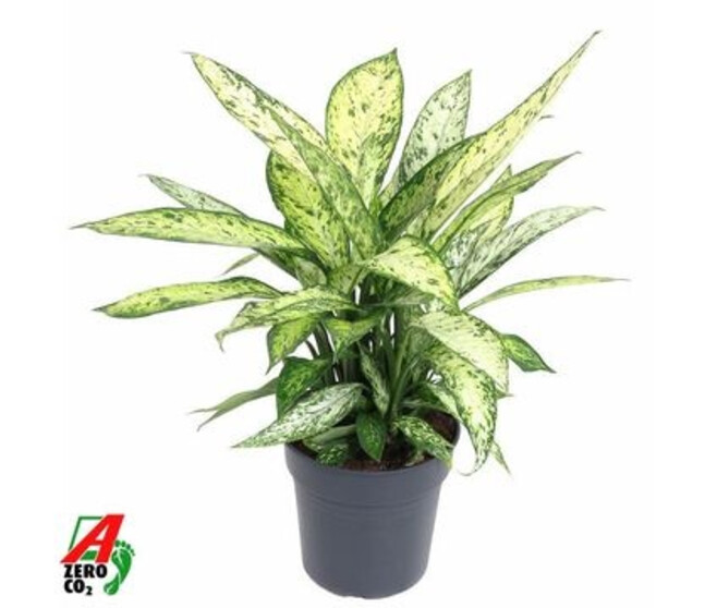 DIEFFENBACHIA VESUVIUS