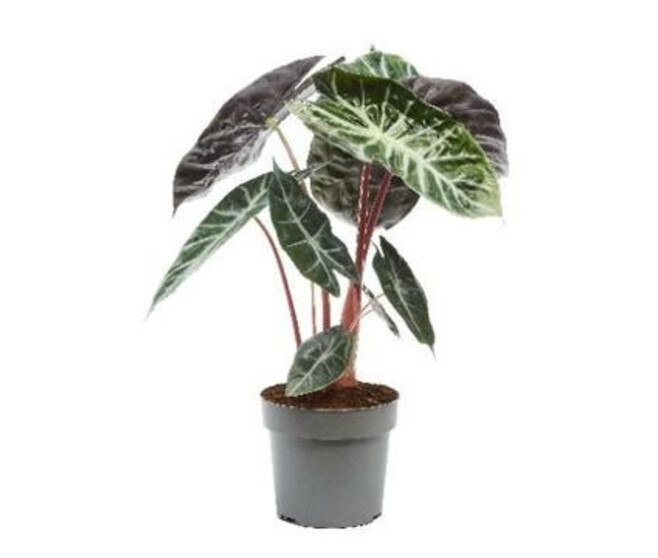 ALOCASIA PLATINUM
