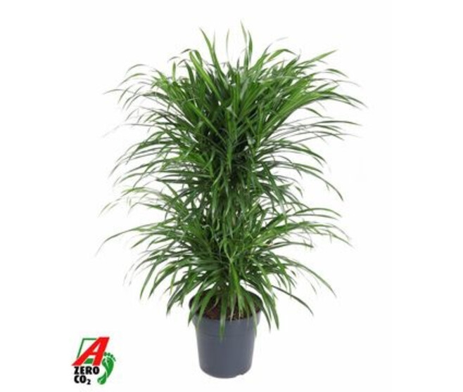 DRACAENA ANITA CARROUSEL