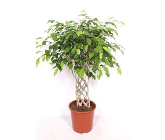 FICUS BENJAMINA TIGE TRESSE